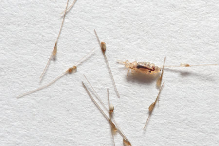 10 Fast Facts about Lice Eggs - Lice Clinics of Texas